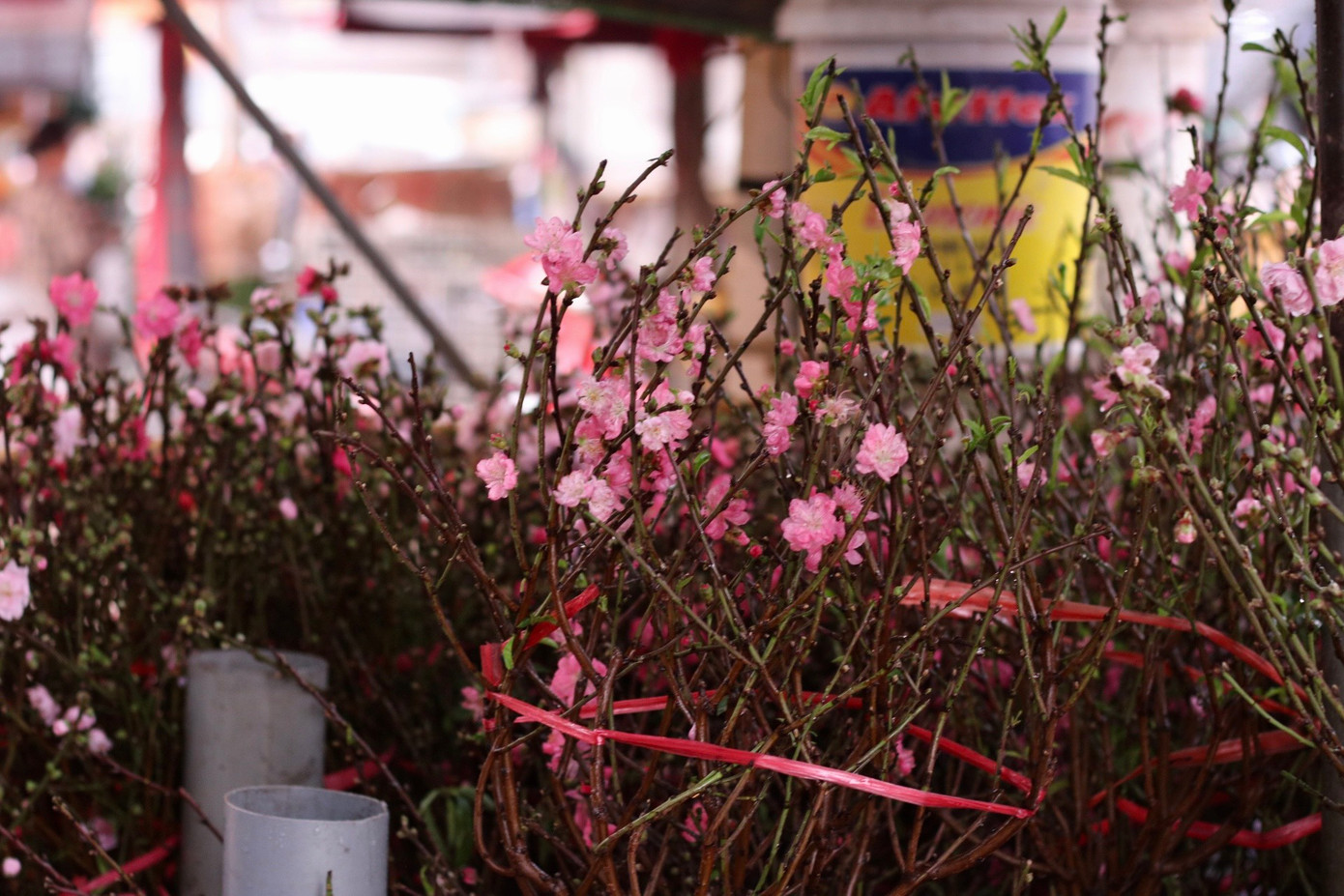 Cành đào nhỏ được bán với giá dao động từ 100.000 - 300.000 đồng, cành đào to được bán với giá 800.000 - 1 triệu đồng.