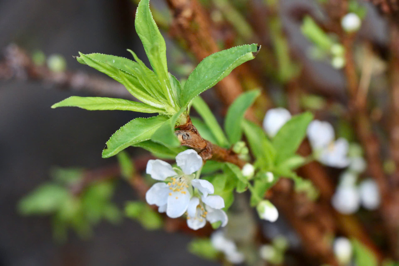 Ông Hùng - tiểu thương chợ hoa Quảng An - cho biết, hiện tại hoa mận mới vào đầu vụ, số lượng ít nên lần nhập này là lần đầu tiên trong năm nay. Những cành mận sớm có kích thước lớn, nụ hoa mập mạp, giá cả cũng khá mềm so với dịp giáp tết. Nhưng so với giá năm trước thì có phần cao hơn do ảnh hưởng của những đợt mưa lũ vừa qua, số lượng cành đẹp cũng bị giảm đi đáng kể. "Tất cả cành mận đều được lấy từ Mộc Châu về để bán. Hoa mận sớm tươi mới, nụ to và nở đẹp. Mỗi bó có khoảng 5-6 cành giá bán hiện nay là 150.000 đồng", ông Hùng nói. Ông Hùng - tiểu thương chợ hoa Quảng An - cho biết, hiện tại hoa mận mới vào đầu vụ, số lượng ít nên lần nhập này là lần đầu tiên trong năm nay. Những cành mận sớm có kích thước lớn, nụ hoa mập mạp, giá cả cũng khá mềm so với dịp giáp tết. Nhưng so với giá năm trước thì có phần cao hơn do ảnh hưởng của những đợt mưa lũ vừa qua, số lượng cành đẹp cũng bị giảm đi đáng kể. "Tất cả cành mận đều được lấy từ Mộc Châu về để bán. Hoa mận sớm tươi mới, nụ to và nở đẹp. Mỗi bó có khoảng 5-6 cành giá bán hiện nay là 150.000 đồng", ông Hùng nói.