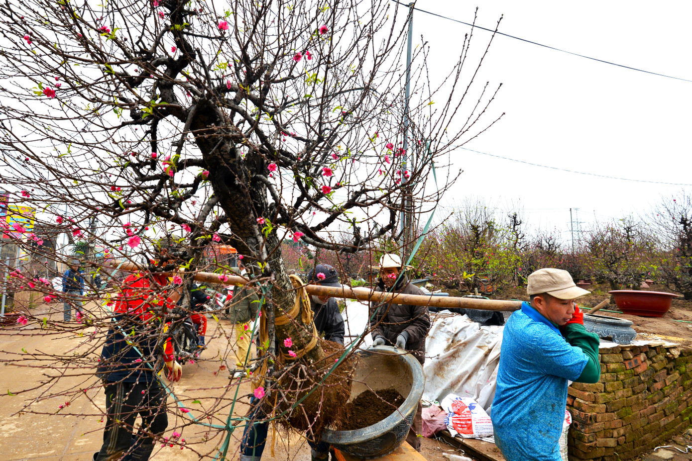 Nhu cầu mua sắm tăng cao, những dịch vụ đi kèm cũng phát triển hơn bình thường. Nghề đánh gốc, vận chuyển thuê bắt đầu trở nên "hot" tại vựa đào Nhật Tân.