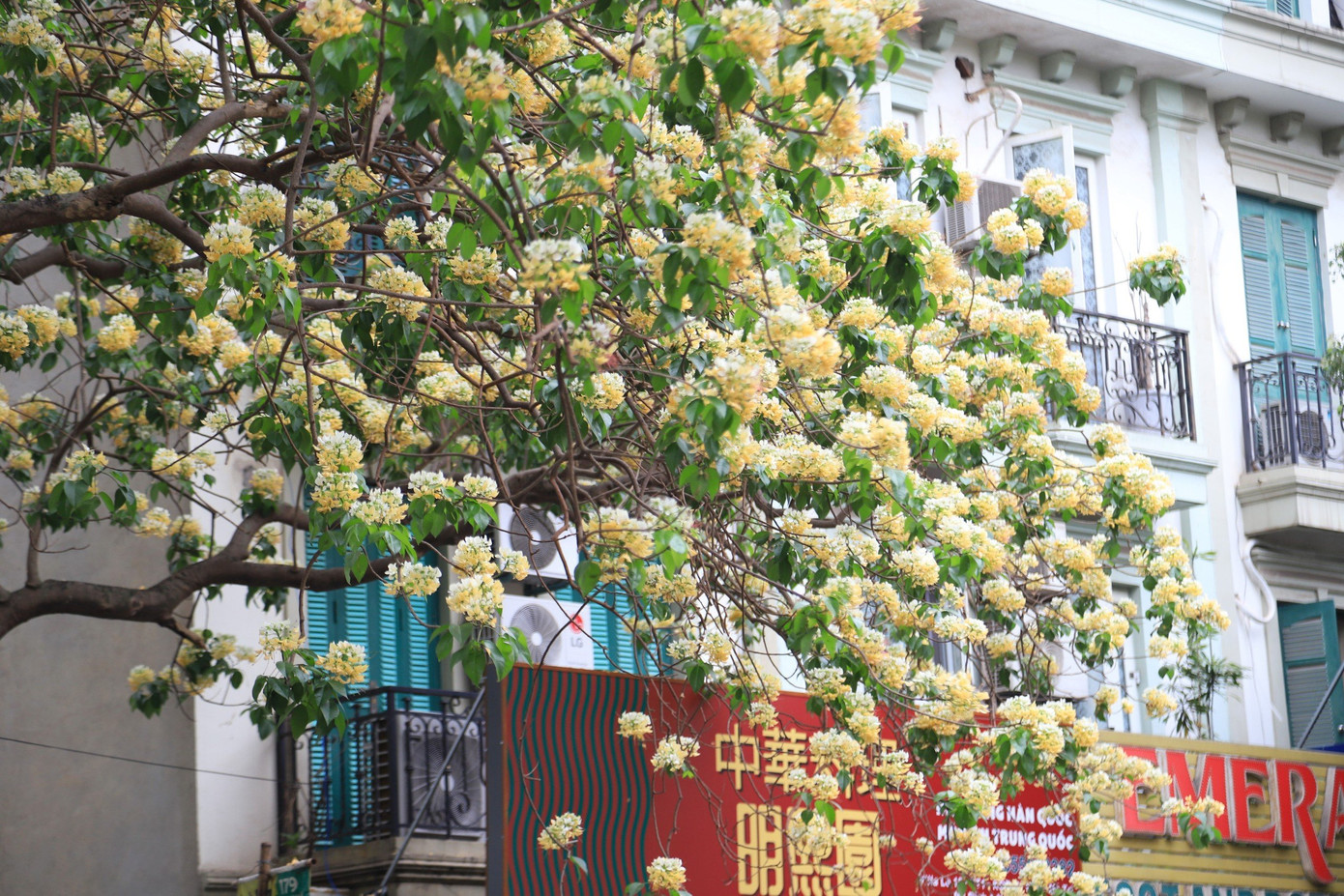 Hoa bún mọc thành từng chùm phía đầu cành, màu hoa vàng, trắng xen lẫn sắc xanh của lá.