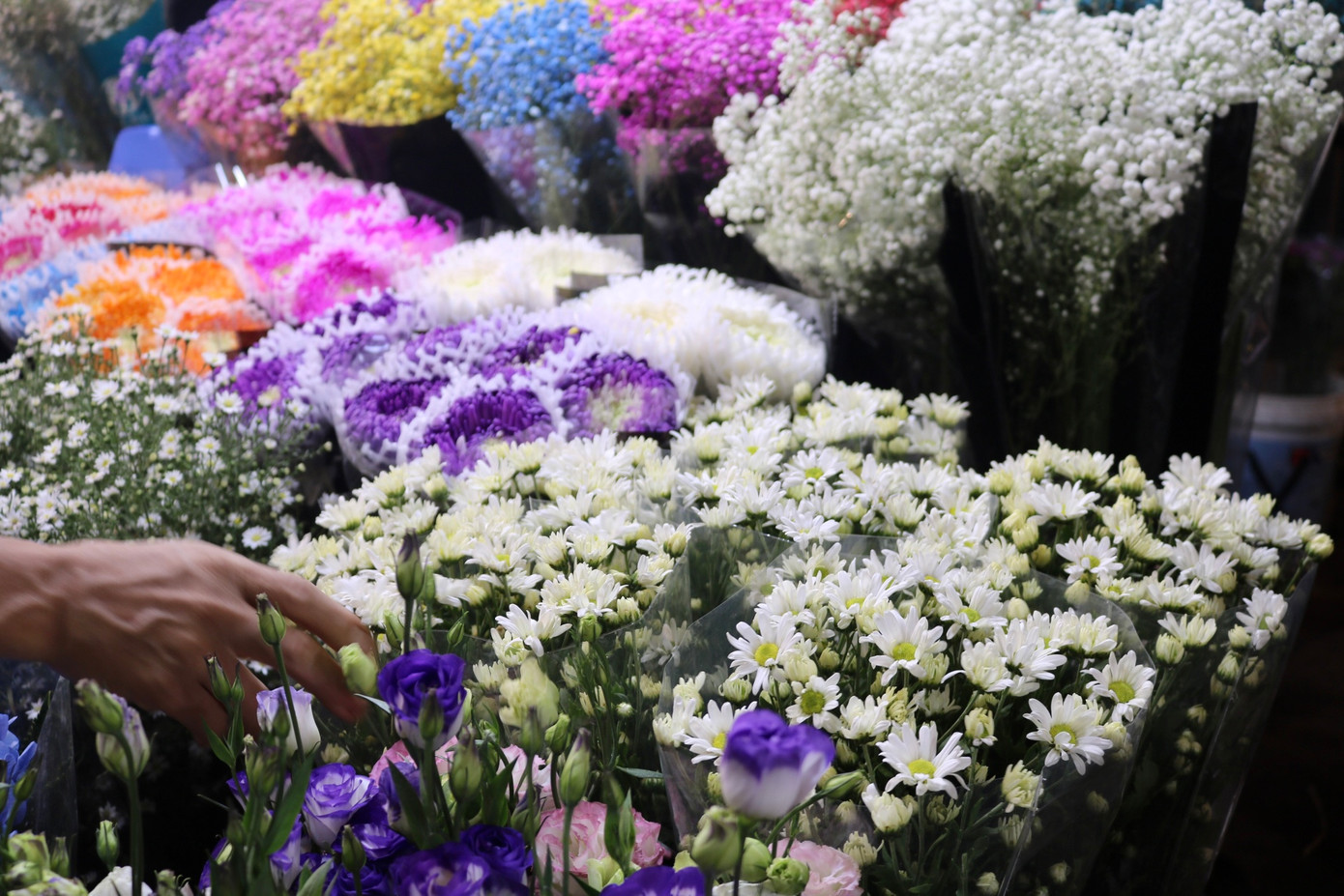 Những bông cúc họa mi đã bắt đầu xuất hiện trên nhiều sạp hàng tại chợ hoa Quảng An.