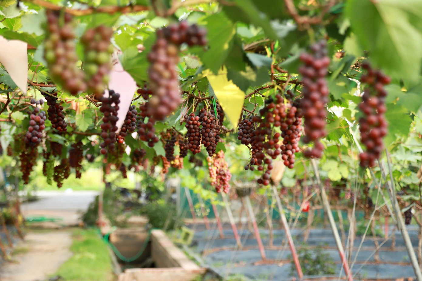 Bên cạnh việc trồng nho lấy quả, nhiều hộ gia đình còn kết hợp hình thức du lịch cộng đồng, mở cửa đón khách trải nghiệm cắt nho tại vườn thu hút một lượng lớn khách đến tham quan, chụp hình.