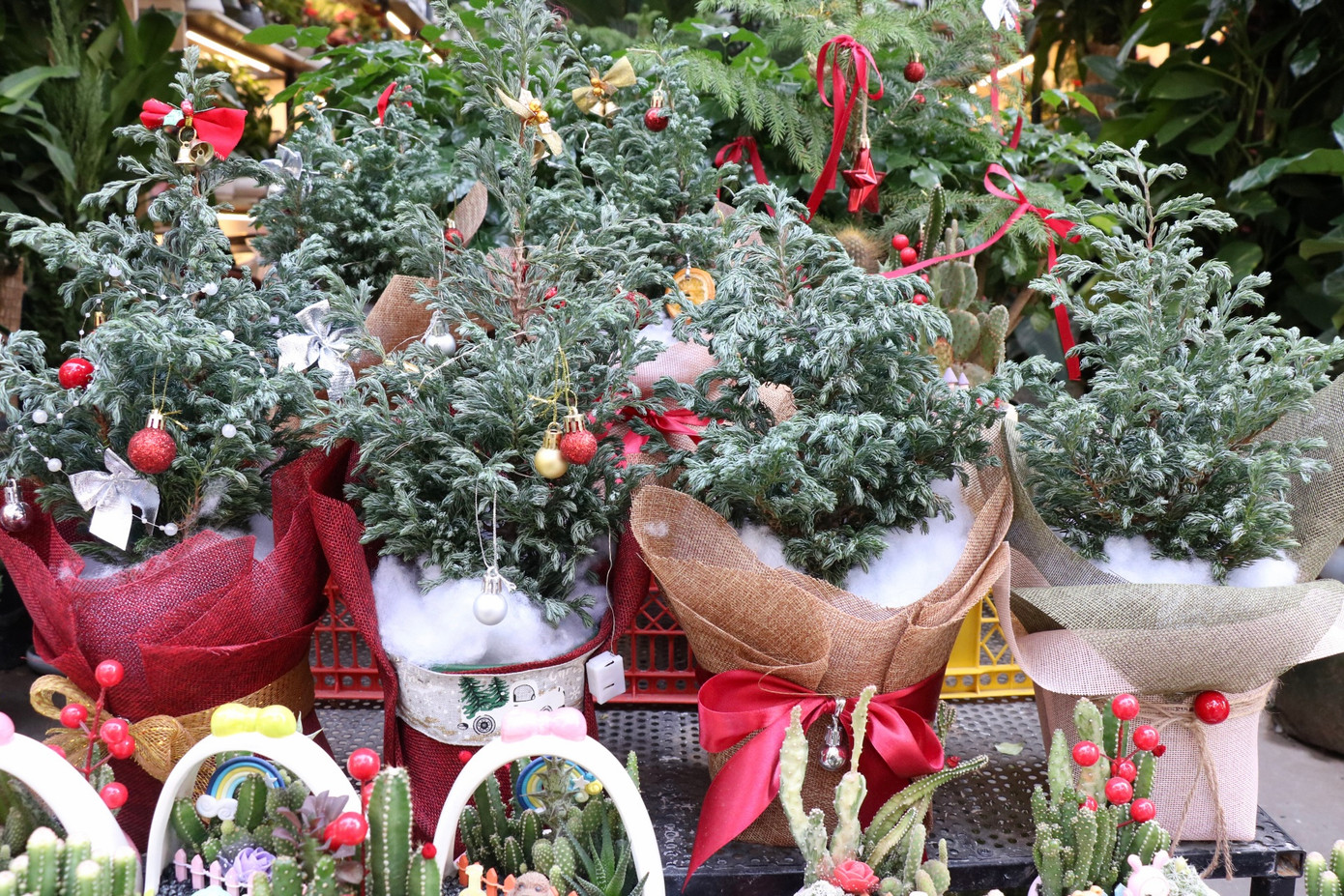 Bên cạnh tùng tươi, cây thông mini cũng được nhiều người lựa chọn. Với ưu điểm nhỏ gọn, có thể dễ dàng trang trí trong nhà, thông tươi mini được săn đón nhiều trong mùa Noel năm nay. Giá mỗi cây thông tươi mini dao động 200.000 - 700.000 đồng/cây chưa trang trí.
