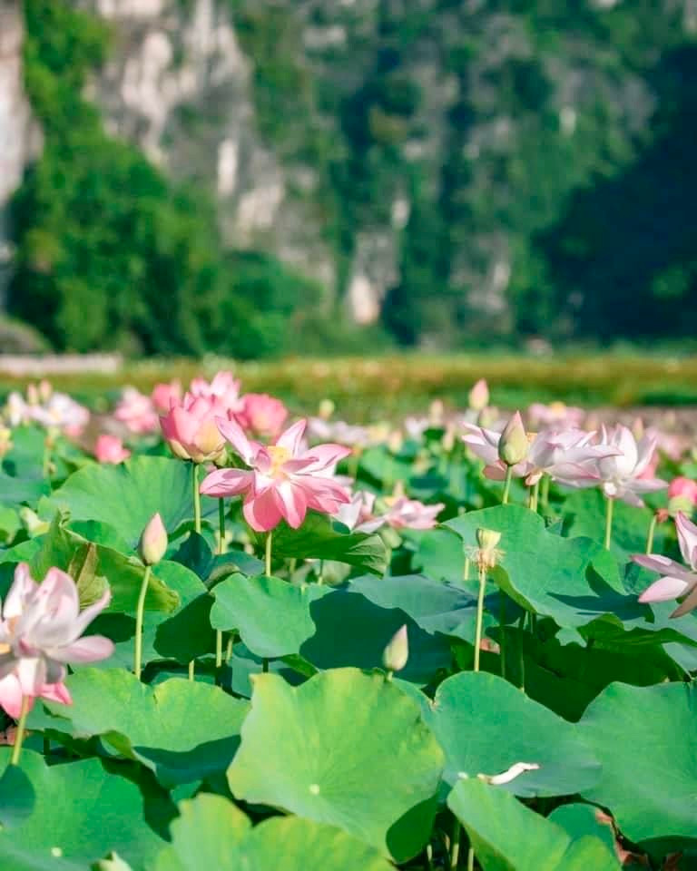 Giống sen được trồng ở hồ là sen Nhật có cánh nhỏ, nhọn và hồng dần về phía đầu cánh.