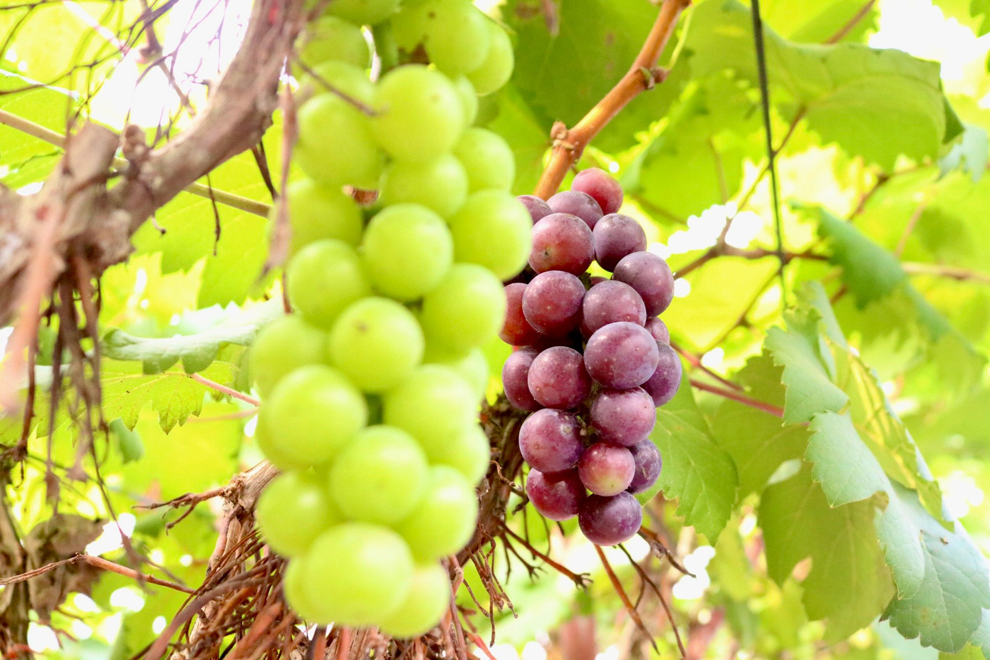 Đây giống nho có độ sinh trưởng khỏe, ngọt và quả tròn, thịt quả dày, nhanh cho thu hoạch. Giống nho hạ đen đem lại hiệu quả kinh tế cao cho các nhà vườn, hiện tại vườn nhà chị Hạnh đang bán với giá khoảng 120.000 - 150.000 đồng/kg. Mỗi năm lợi nhuận thu về từ vườn nho đạt khoảng 400 triệu đồng.