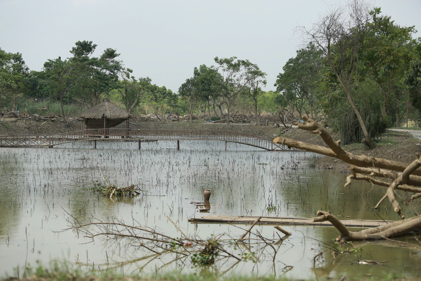 Diện tích trồng các loại cây, hoa thiệt hại ước tính lên đến 80%. Những loại cây đặc trưng của bãi đá như hoa cúc họa my, đào, quất,... đều chết rũ, khô héo.