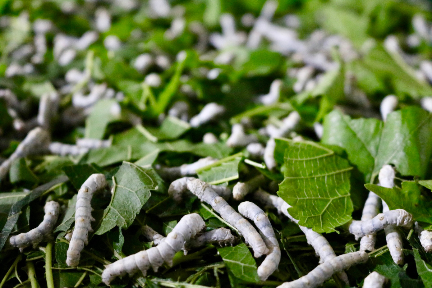 Theo người dân, tằm là loại ưa sạch và rất "kén ăn". Không gian nuôi tằm phải sạch và có bầu không khí trong lành, không ô nhiễm. Thức ăn cho tằm chủ yếu là lá dâu. Lá dâu cho tằm ăn phải tươi, đủ nước giàu đạm. Thường lá dâu sẽ được thái theo sợi, nhưng để lá lâu héo có thể thái vuông. Theo người dân, tằm là loại ưa sạch và rất "kén ăn". Không gian nuôi tằm phải sạch và có bầu không khí trong lành, không ô nhiễm. Thức ăn cho tằm chủ yếu là lá dâu. Lá dâu cho tằm ăn phải tươi, đủ nước giàu đạm. Thường lá dâu sẽ được thái theo sợi, nhưng để lá lâu héo có thể thái vuông.