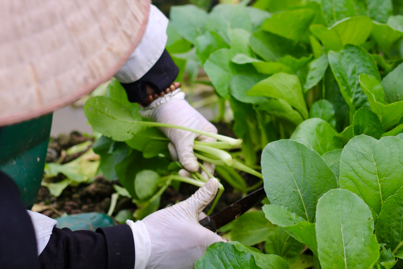 Bà con nhanh tay thu hoạch lứa rau cải ngọt đến độ mơn mởn được gieo trước tết. Bà con nhanh tay thu hoạch lứa rau cải ngọt đến độ mơn mởn được gieo trước tết.