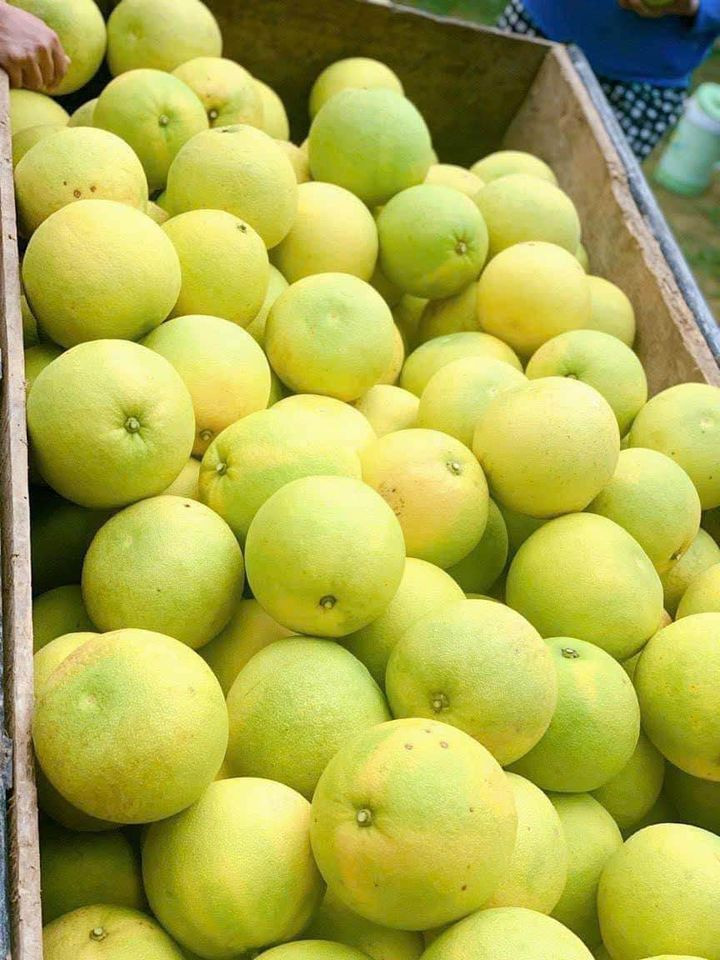 Chất lượng bưởi năm nay được các nhà vườn đánh giá tốt so với các năm trước và được thương lái thu mua để gửi ra miền Bắc. Hiện tại sắp đến mùa mưa nên những người trồng bưởi nơi đây phải tranh thủ thu hoạch sớm.