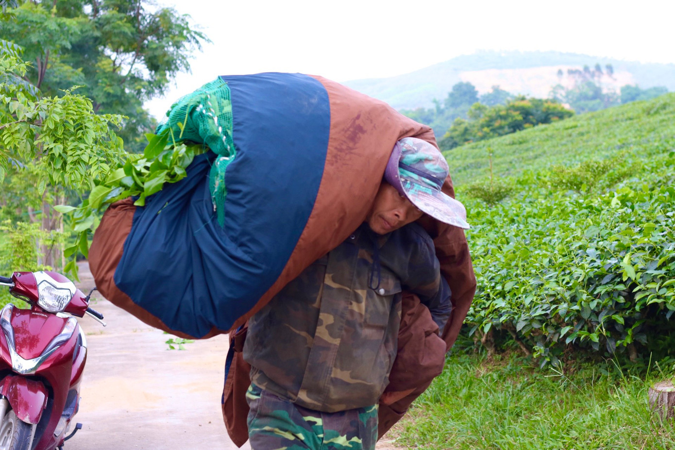 Năm nay, thửa đồi rộng khoảng 8.000 m2 nhà anh Hùng thầu đã cho thu hoạch được hơn 1 tấn lớp một và lớp thứ hai dự kiến thu hoạch được khoảng 5 tấn.