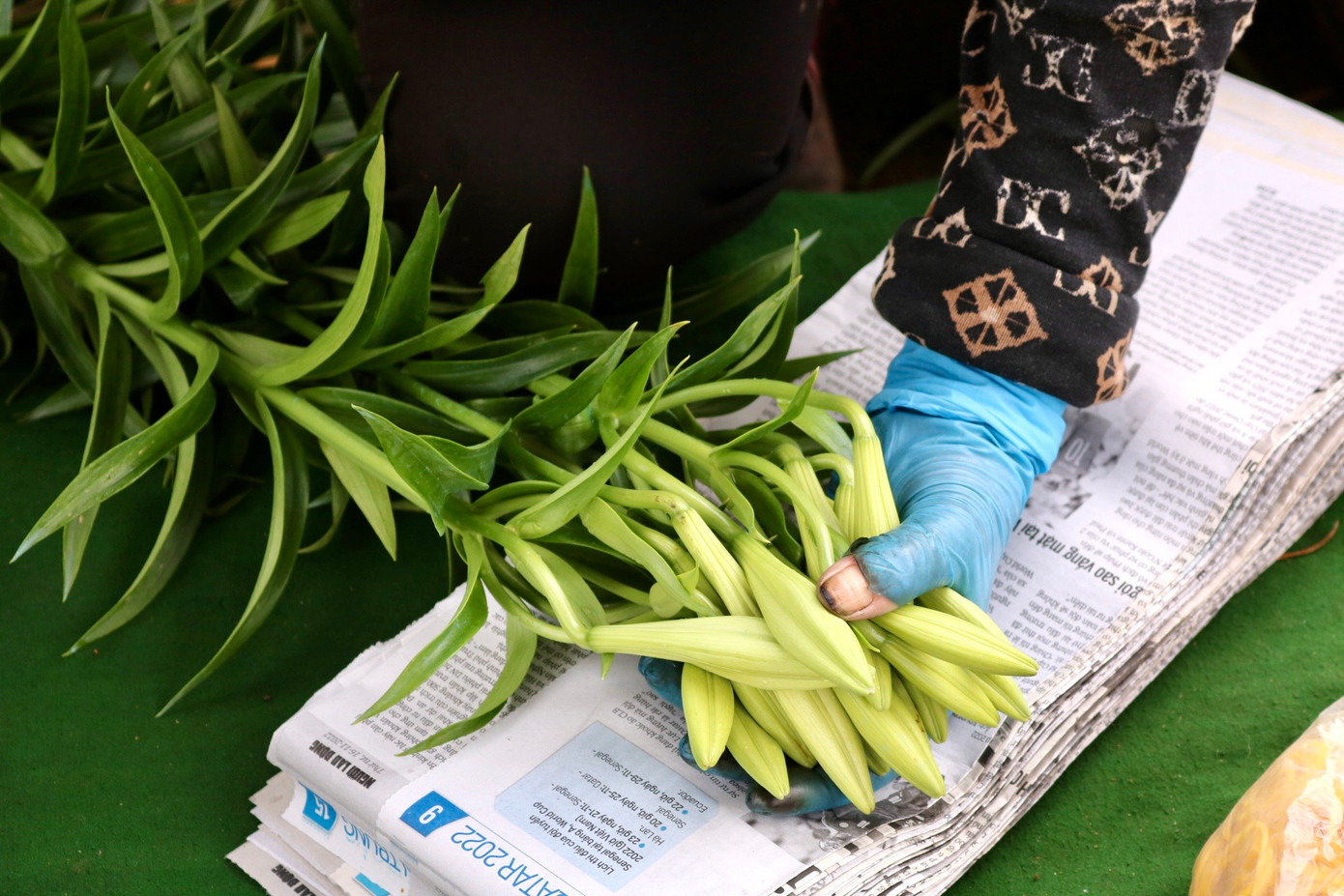 Sau khi thu hoạch, bà Nhàn ngồi bó luôn tại ruộng để thương lái đến lấy. Sau khi thu hoạch, bà Nhàn ngồi bó luôn tại ruộng để thương lái đến lấy.