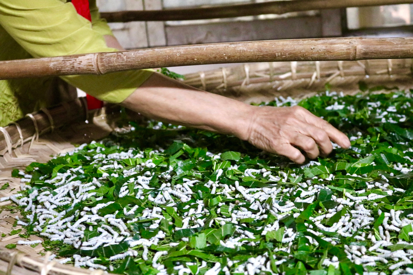 Theo người dân, tằm là loại ưa sạch và rất "kén ăn". Không gian nuôi tằm phải sạch và có bầu không khí trong lành, không ô nhiễm. Thức ăn cho tằm chủ yếu là lá dâu. Lá dâu cho tằm ăn phải tươi, đủ nước giàu đạm. Thường lá dâu sẽ được thái theo sợi, nhưng để lá lâu héo có thể thái vuông. Theo người dân, tằm là loại ưa sạch và rất "kén ăn". Không gian nuôi tằm phải sạch và có bầu không khí trong lành, không ô nhiễm. Thức ăn cho tằm chủ yếu là lá dâu. Lá dâu cho tằm ăn phải tươi, đủ nước giàu đạm. Thường lá dâu sẽ được thái theo sợi, nhưng để lá lâu héo có thể thái vuông.