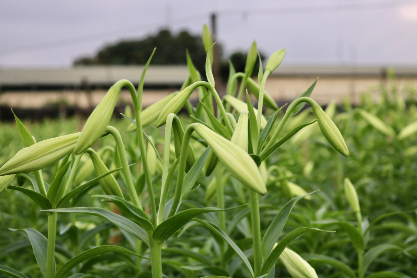 Tháng 4 là thời gian hoa loa kèn nở rộ và đẹp nhất nên thường được mọi người gọi với cái tên rất đặc biệt - loài hoa của tháng 4. Tháng 4 là thời gian hoa loa kèn nở rộ và đẹp nhất nên thường được mọi người gọi với cái tên rất đặc biệt - loài hoa của tháng 4.