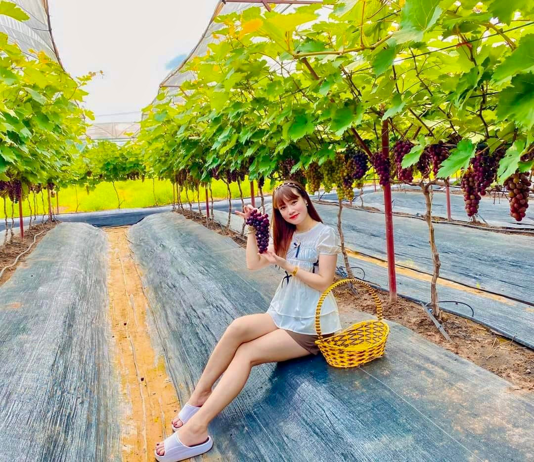 Khi đến đây, du khách sẽ được thả mình trong vườn nho tươi mát với những chùm nho trĩu quả, căng mọng.