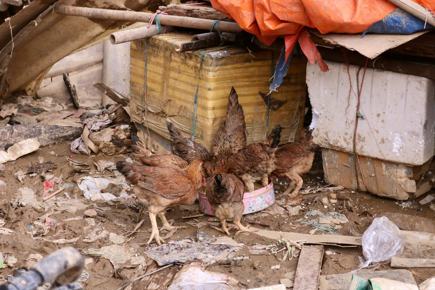 Nhà bà Bình nuôi được 30 con gà nhưng đợt vừa rồi chỉ di tản được 17 con, còn lại đã chết hết. Những chú gà vừa di tản về được bà Bình chăn thả tự do ở khoảng đất trống trước nhà. Nhà bà Bình nuôi được 30 con gà nhưng đợt vừa rồi chỉ di tản được 17 con, còn lại đã chết hết. Những chú gà vừa di tản về được bà Bình chăn thả tự do ở khoảng đất trống trước nhà.