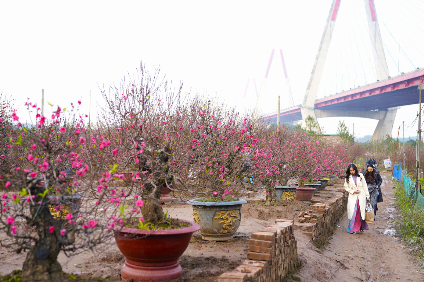 Cận Tết, các vườn đào phía dưới chân cầu Nhật Tân đã nở rộ, thu hút nhiều người tới vườn mua sắm, chụp ảnh.