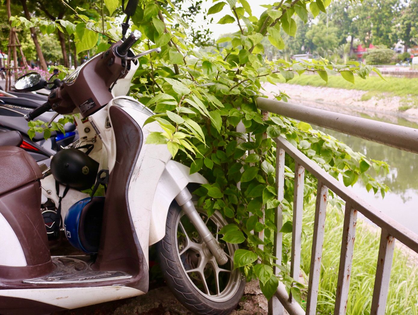 Những cây hoa giấy khốn khổ "ngắc ngoải " giữa một rừng xe.