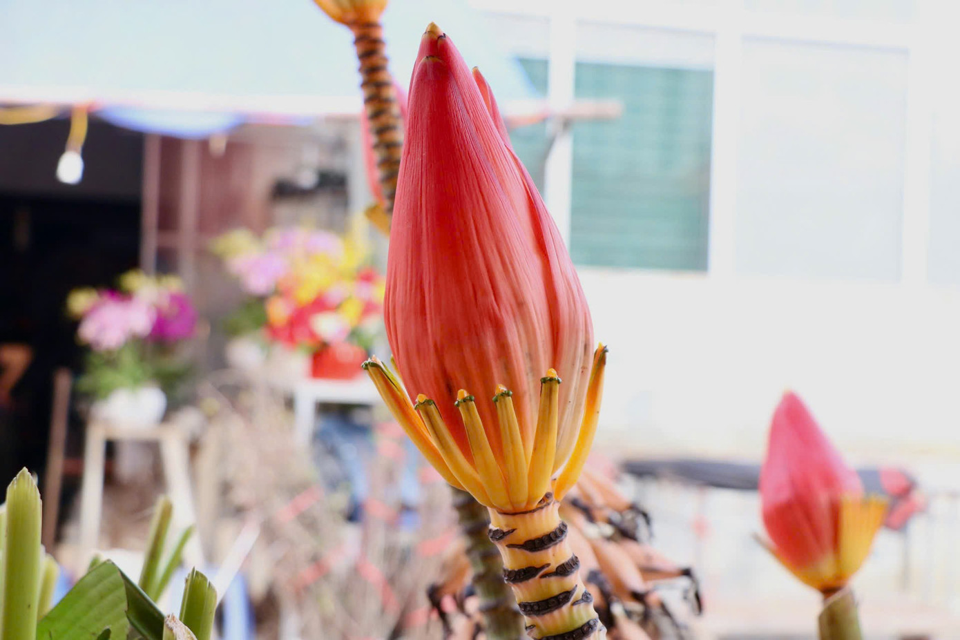 Theo các tiểu thương bán hoa chuối ở chợ hoa Quảng An, hoa chuối thường mọc nhiều ở các khu rừng miền núi phía Bắc như Lạng Sơn, Lào Cai, Tuyên Quang, Hà Giang, Mộc Châu... Mùa hoa chuối rộ nhất vào khoảng tháng 12 đến tháng 1 âm lịch hằng năm. Đây là thời điểm hoa đạt độ tươi tắn, rực rỡ nhất. Hiện tại, hoa chuối mới vào đầu vụ, số lượng hoa còn ít nhưng cũng rất được săn đón.