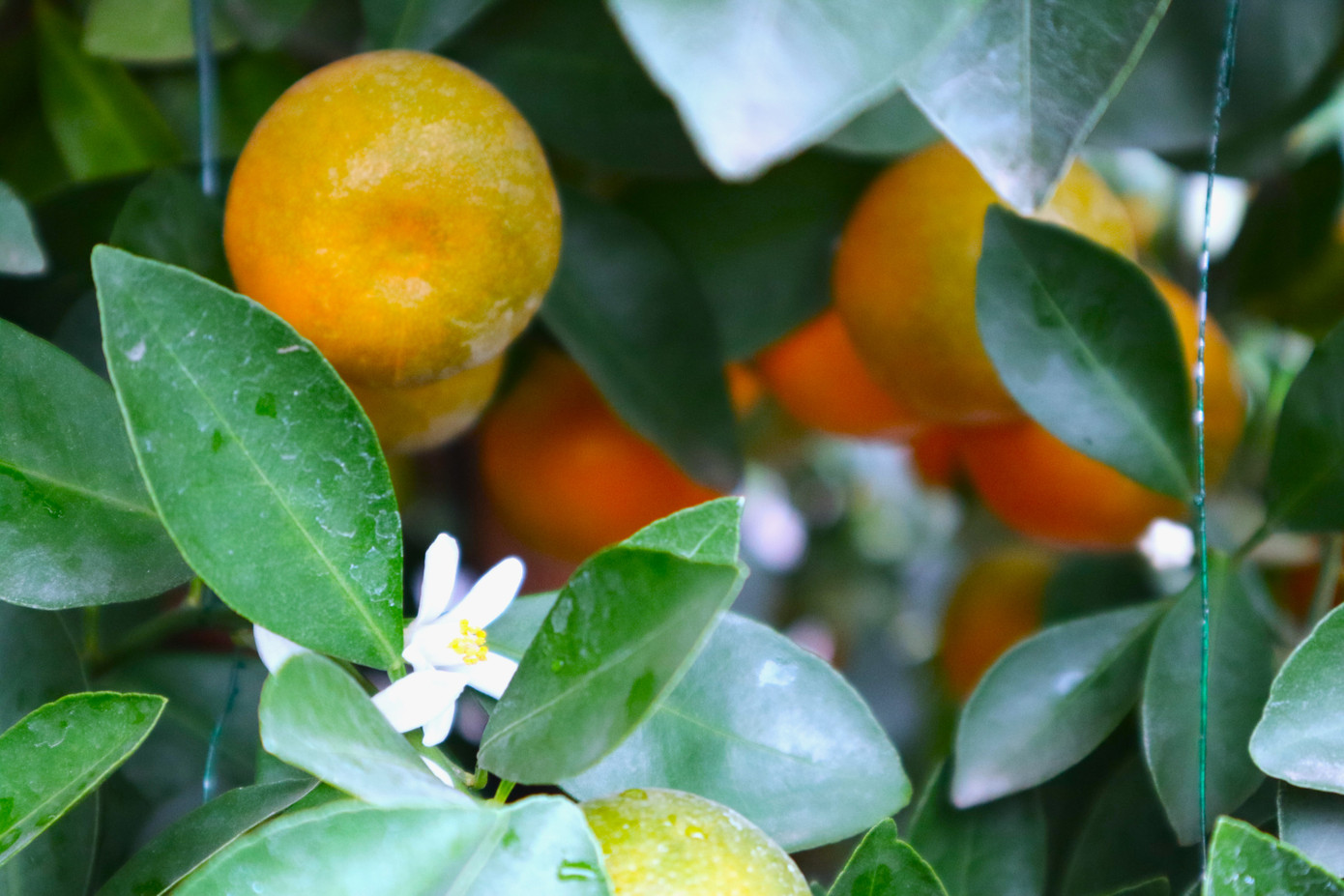 Nhiều cây ra hoa sớm, nhà vườn phải vặt đi để ép cây ra hoa đúng đợt Tết.