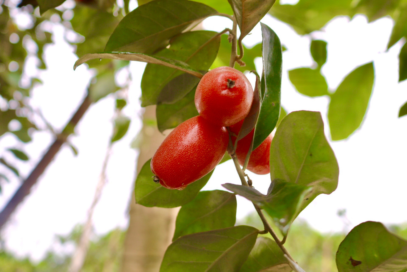 Sản lượng quả năm nay thấp, tuy nhiên theo người trồng nhót chất lượng và "mã" quả năm nay vẫn đảm bảo. Về quy trình hái phải hết sức cẩn thận, nhót phải hái đều tay, chọn quả đỏ chín sẽ không bị chua quá mới đảm bảo chất lượng hàng xuất cho thương lái. Quả nhót chín, mềm phải hái nhẹ tay đúng kiểu mới không làm bong vỏ hay nát, nếu mạnh tay quả sẽ bị dập nát không bán được. Sản lượng quả năm nay thấp, tuy nhiên theo người trồng nhót chất lượng và "mã" quả năm nay vẫn đảm bảo. Về quy trình hái phải hết sức cẩn thận, nhót phải hái đều tay, chọn quả đỏ chín sẽ không bị chua quá mới đảm bảo chất lượng hàng xuất cho thương lái. Quả nhót chín, mềm phải hái nhẹ tay đúng kiểu mới không làm bong vỏ hay nát, nếu mạnh tay quả sẽ bị dập nát không bán được.