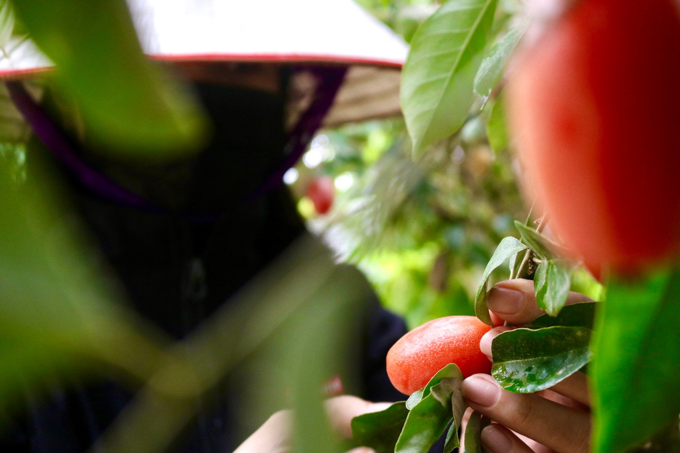 "Như mọi năm được mùa, vườn nhà tôi thu hoạch được khoảng 900 kg mỗi vụ nhưng năm nay ước tính chỉ được khoảng 600-700 kg. Năm nay, mỗi lần thu hoạch, gia đình tôi chỉ hái được khoảng 50-60kg, hôm nào nhiều thì được khoảng 70kg. Cũng không có nhiều để mà thu hoạch thường xuyên nên cứ trẩy hôm nay thì phải 4-5 hôm nữa mới có lứa quả mới để trẩy, có những lúc còn phải đợi cả tuần mới đến lượt thu hoạch tiếp theo.", chị Hồng cho biết thêm. "Như mọi năm được mùa, vườn nhà tôi thu hoạch được khoảng 900 kg mỗi vụ nhưng năm nay ước tính chỉ được khoảng 600-700 kg. Năm nay, mỗi lần thu hoạch, gia đình tôi chỉ hái được khoảng 50-60kg, hôm nào nhiều thì được khoảng 70kg. Cũng không có nhiều để mà thu hoạch thường xuyên nên cứ trẩy hôm nay thì phải 4-5 hôm nữa mới có lứa quả mới để trẩy, có những lúc còn phải đợi cả tuần mới đến lượt thu hoạch tiếp theo.", chị Hồng cho biết thêm.