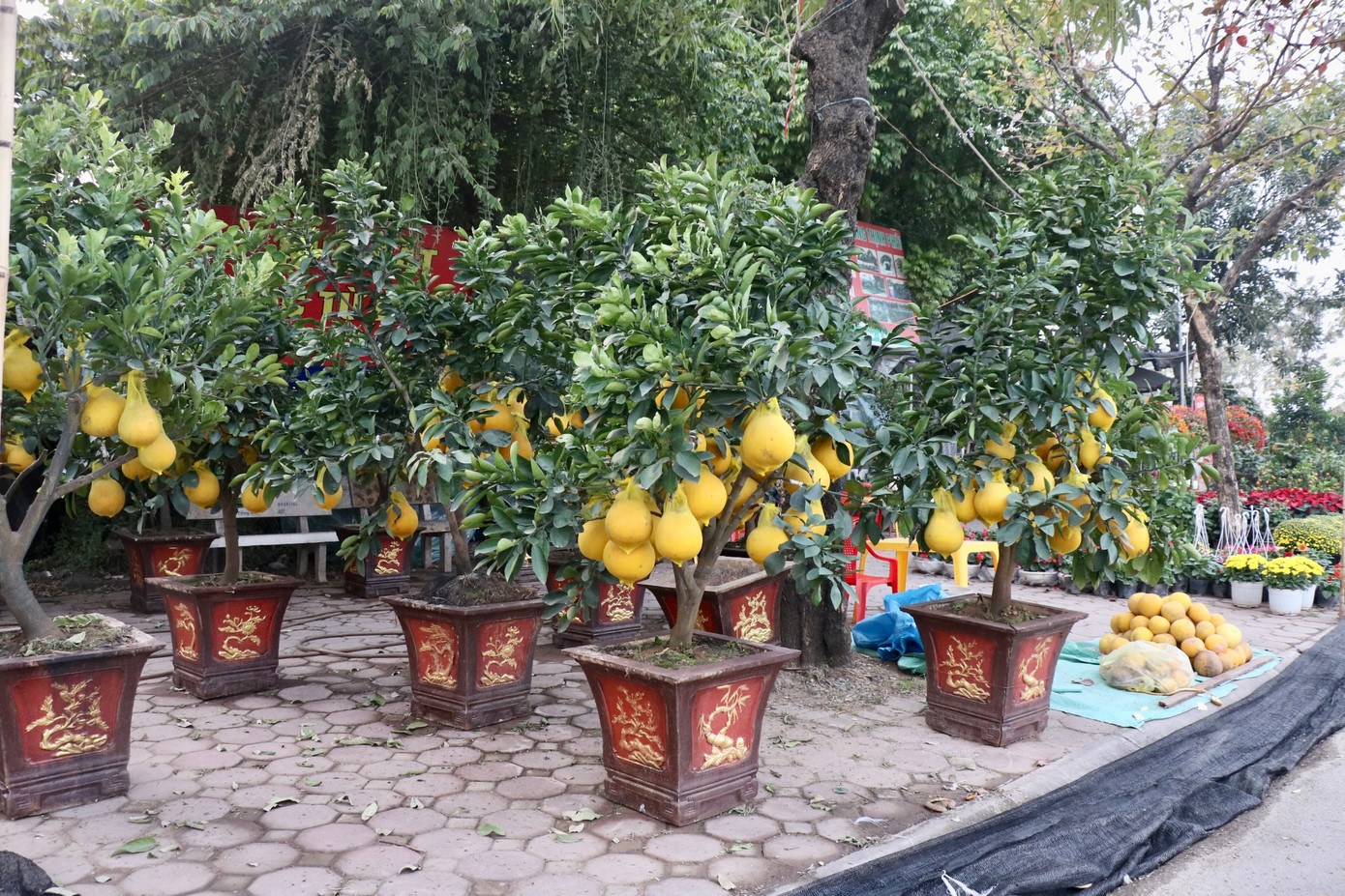 Ghi nhận dọc tuyến đường Văn Tiến Dũng (Bắc Từ Liêm, Hà Nội) nhiều tiểu thương đã bày bán đào cảnh, bưởi cảnh phục vụ cho nhu cầu chơi hoa, cây cảnh ngày tết của người dân. Anh Nguyễn Hữu Dụng - một người bán bưởi trên đường Văn Tiến Dũng - cho biết, giá bưởi cảnh năm nay so với năm trước không có biến động, giá dao động từ khoảng vài triệu đến hơn chục triệu một gốc tùy vào kích thước và dáng cây.