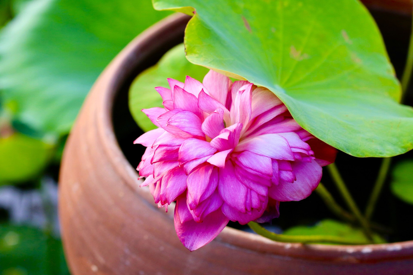 Theo những người chụp ảnh, giá chụp đầu mùa thường sẽ cao hơn vào chính vụ nhưng vẫn sẽ có người đặt lịch chụp bởi vì họ không thích bon chen khi quá đông. Còn vào vụ sen nở rộ, nhiều bên chụp ảnh họ cũng sẽ nhận lịch chụp, tính cạnh tranh cao thì các bên phải cân nhắc lại giá cả sao cho phù hợp.