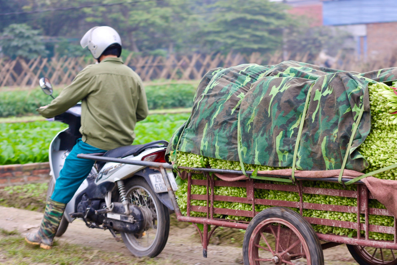 Không chỉ tiêu thụ ổn định trên địa bàn Hà Nội, sản phẩm nông sản của bà con huyện Mê Linh mà còn được đưa đi tiêu thụ ở nhiều địa phương khác, như: Hải Dương, Hải Phòng, Bắc Ninh, Hưng Yên, Thanh Hóa, Nghệ An… Không chỉ tiêu thụ ổn định trên địa bàn Hà Nội, sản phẩm nông sản của bà con huyện Mê Linh mà còn được đưa đi tiêu thụ ở nhiều địa phương khác, như: Hải Dương, Hải Phòng, Bắc Ninh, Hưng Yên, Thanh Hóa, Nghệ An…