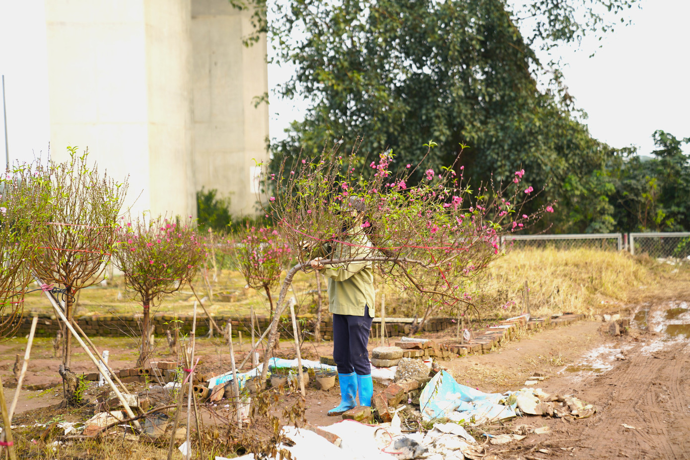 Giá đào có nhiều phân khúc, cành đào nhỏ có giá 150.000-400.000 đồng, cành to khoảng 1- 4 triệu đồng. Đối với những loại lâu năm, thế đẹp giá có thể lên tới hàng chục triệu đồng/gốc.