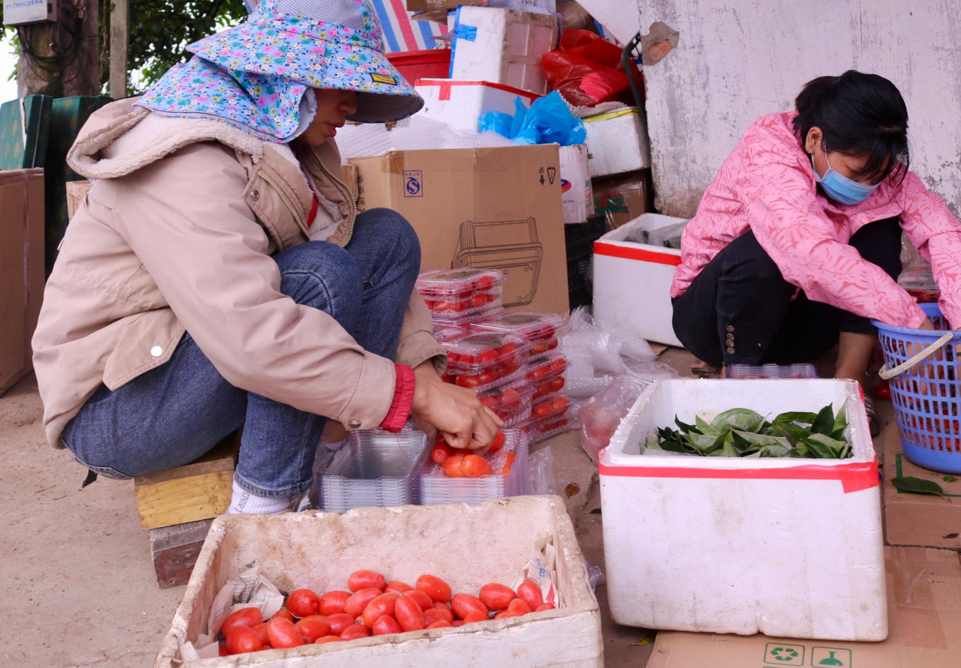 Chị Đỗ Thị Lan (xã Hiệp Thuận, Phúc Thọ) cho biết: " Ở làng tôi, mỗi nhà chỉ trồng được một vài cây, năm nay lại mất mùa nên sản lượng không nhiều. Nhà tôi thì chuyên thu mua lại nhót từ người dân để đưa đi bán, chủ yếu là bán ở Hà Nội. Giá nhót chúng tôi nhập tại vườn của người dân rơi vào khoảng 20.000 - 25.000 đồng/kg, nếu bán ra cho thương lái thì khoảng 30.000 - 35.000 đồng/kg". Chị Đỗ Thị Lan (xã Hiệp Thuận, Phúc Thọ) cho biết: " Ở làng tôi, mỗi nhà chỉ trồng được một vài cây, năm nay lại mất mùa nên sản lượng không nhiều. Nhà tôi thì chuyên thu mua lại nhót từ người dân để đưa đi bán, chủ yếu là bán ở Hà Nội. Giá nhót chúng tôi nhập tại vườn của người dân rơi vào khoảng 20.000 - 25.000 đồng/kg, nếu bán ra cho thương lái thì khoảng 30.000 - 35.000 đồng/kg".