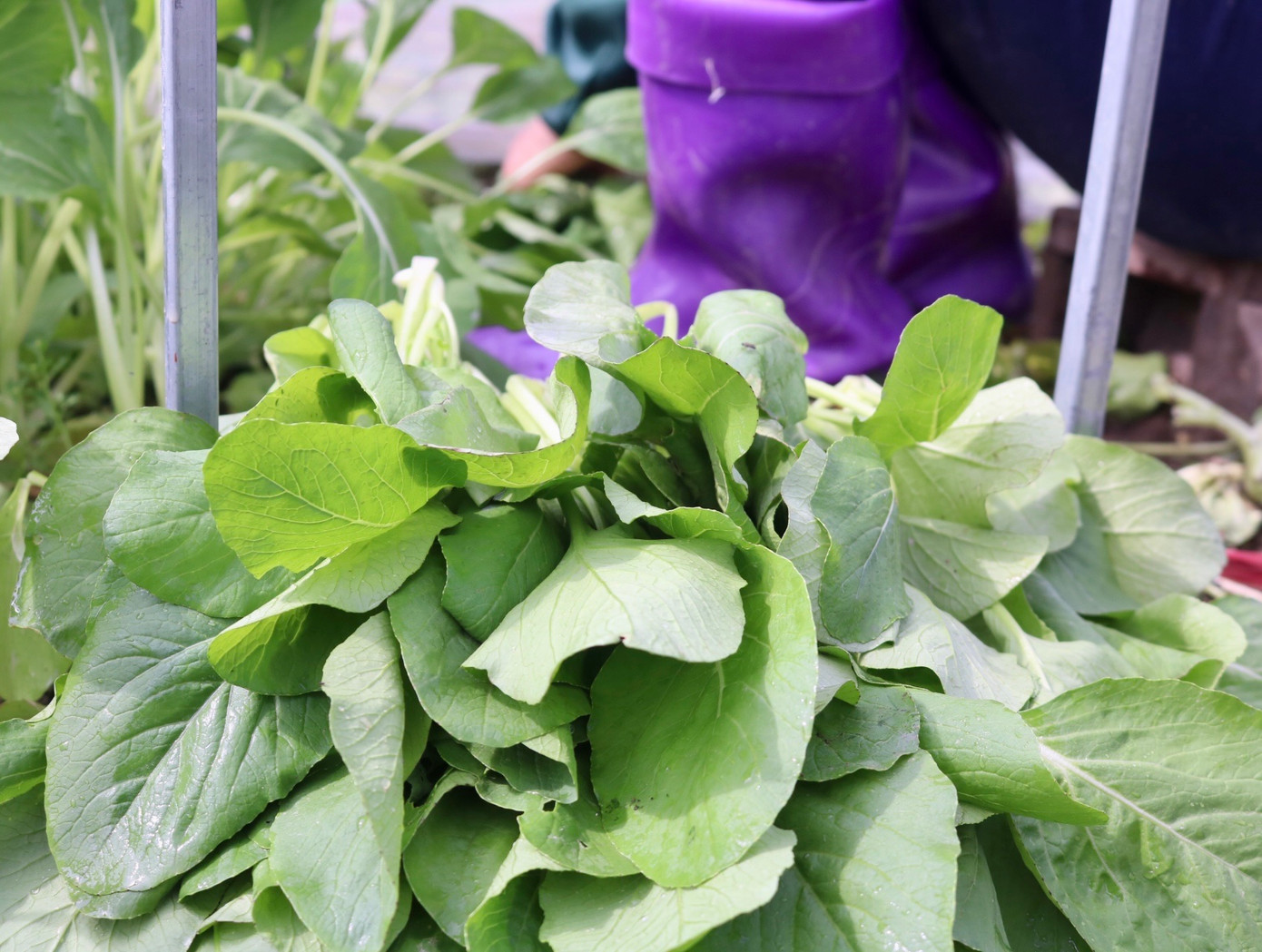 Tại xã Tiền Phong, rau được trồng quanh năm và thời gian thu hoạch ngắn. Đối với cải ngọt chỉ cần 30 - 35 ngày là có thể thu hoạch được, còn su hào khoảng 75 ngày, bắp cải khoảng 90 ngày... Trung bình mỗi năm, bà con gieo trồng được 4-5 lứa rau. Vào các ngày bình thường trung bình các "vựa rau" của Mê Linh cung ứng cho các thị trường từ 150 - 200 tấn rau an toàn. Tại xã Tiền Phong, rau được trồng quanh năm và thời gian thu hoạch ngắn. Đối với cải ngọt chỉ cần 30 - 35 ngày là có thể thu hoạch được, còn su hào khoảng 75 ngày, bắp cải khoảng 90 ngày... Trung bình mỗi năm, bà con gieo trồng được 4-5 lứa rau. Vào các ngày bình thường trung bình các "vựa rau" của Mê Linh cung ứng cho các thị trường từ 150 - 200 tấn rau an toàn.