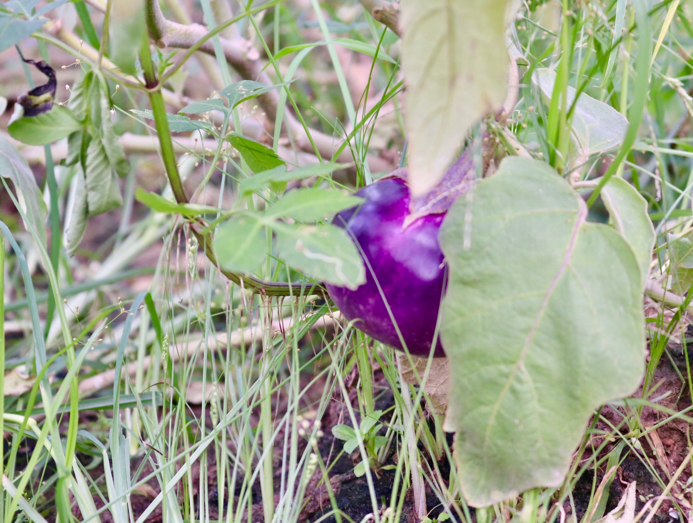 Nhiều loại cây củ quả rụng tan tác sau đợt gió bão vừa qua, ảnh hưởng lớn đến chất lượng, sản lượng nông sản thu được của người dân. Nhiều loại cây củ quả rụng tan tác sau đợt gió bão vừa qua, ảnh hưởng lớn đến chất lượng, sản lượng nông sản thu được của người dân.