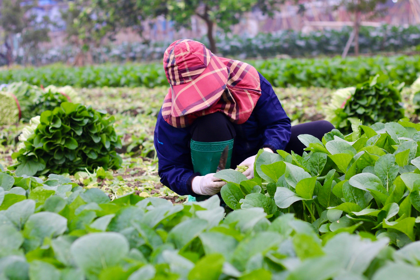 Bà con nhanh tay thu hoạch lứa rau cải ngọt đến độ mơn mởn được gieo trước tết. Bà con nhanh tay thu hoạch lứa rau cải ngọt đến độ mơn mởn được gieo trước tết.