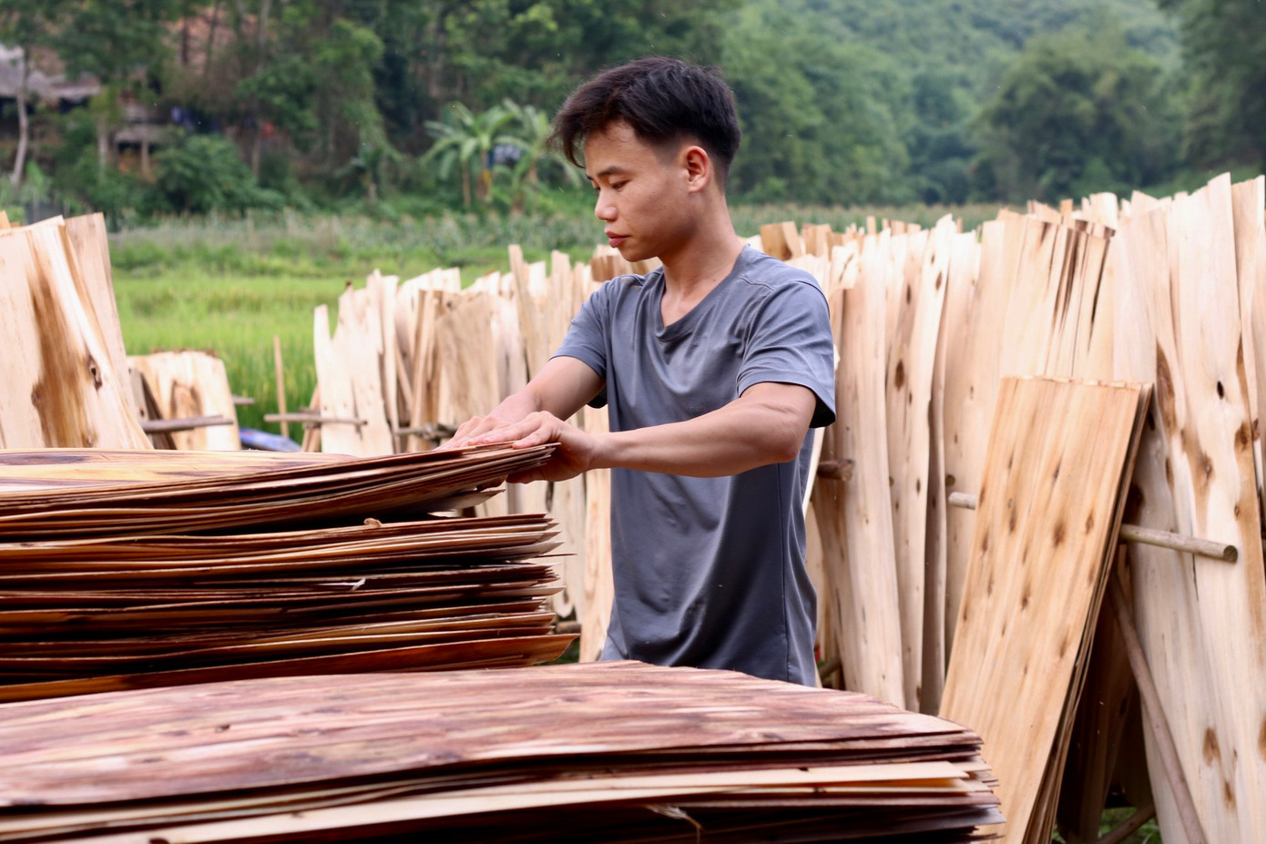 Gỗ sản xuất tại xưởng có khoảng một nửa là anh Thìn mua đồi rồi cho người cắt, còn lại là mua từ người dân địa phương. Để sản xuất ván ép thường dùng đến 2 loại gỗ là gỗ keo và gỗ mỡ. Trong 100 khối thì có khoảng 70 khối gỗ keo và 30 khối gỗ cây mỡ. Gỗ mỡ là loại gỗ không để được lâu nên nếu có nhập về xưởng thì xưởng sẽ tập trung làm xong gỗ mỡ trước rồi mới làm đến gỗ keo. Gỗ sản xuất tại xưởng có khoảng một nửa là anh Thìn mua đồi rồi cho người cắt, còn lại là mua từ người dân địa phương. Để sản xuất ván ép thường dùng đến 2 loại gỗ là gỗ keo và gỗ mỡ. Trong 100 khối thì có khoảng 70 khối gỗ keo và 30 khối gỗ cây mỡ. Gỗ mỡ là loại gỗ không để được lâu nên nếu có nhập về xưởng thì xưởng sẽ tập trung làm xong gỗ mỡ trước rồi mới làm đến gỗ keo.