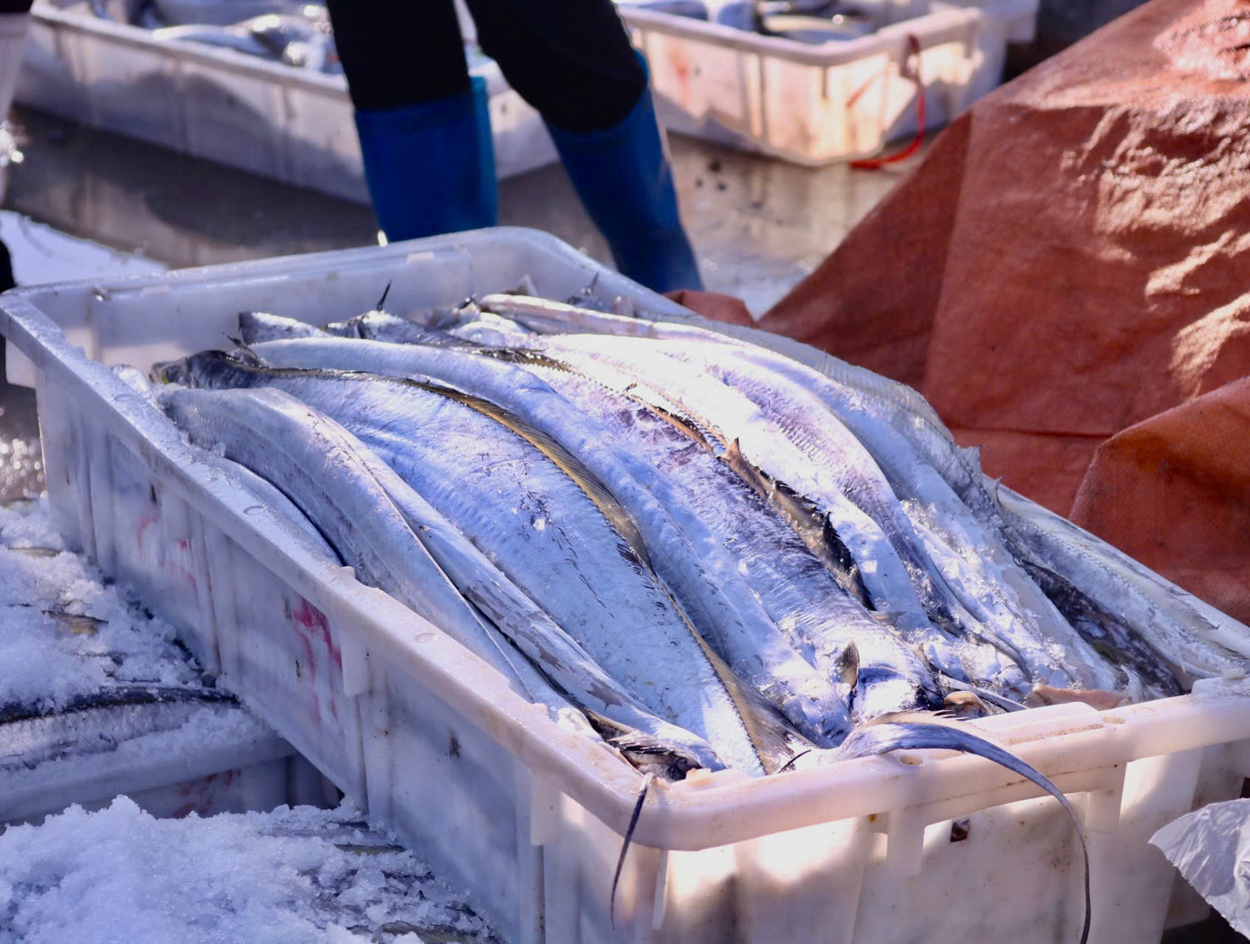 Những mẻ cá hố vừa đem từ thuyền xuống được uớp đá luôn để đảm bảo độ tươi ngon trong quá trình vận chuyển. Cứ một lớp cá lại được rải một lớp đá. Bởi giá trị dinh dưỡng cao và mùi vị tươi ngon, giá thành cá hố cũng cao hơn nhiều so với những loại cá khác. Thông thường, chủ tàu sẽ bán với giá 100.000 đồng/kg.
