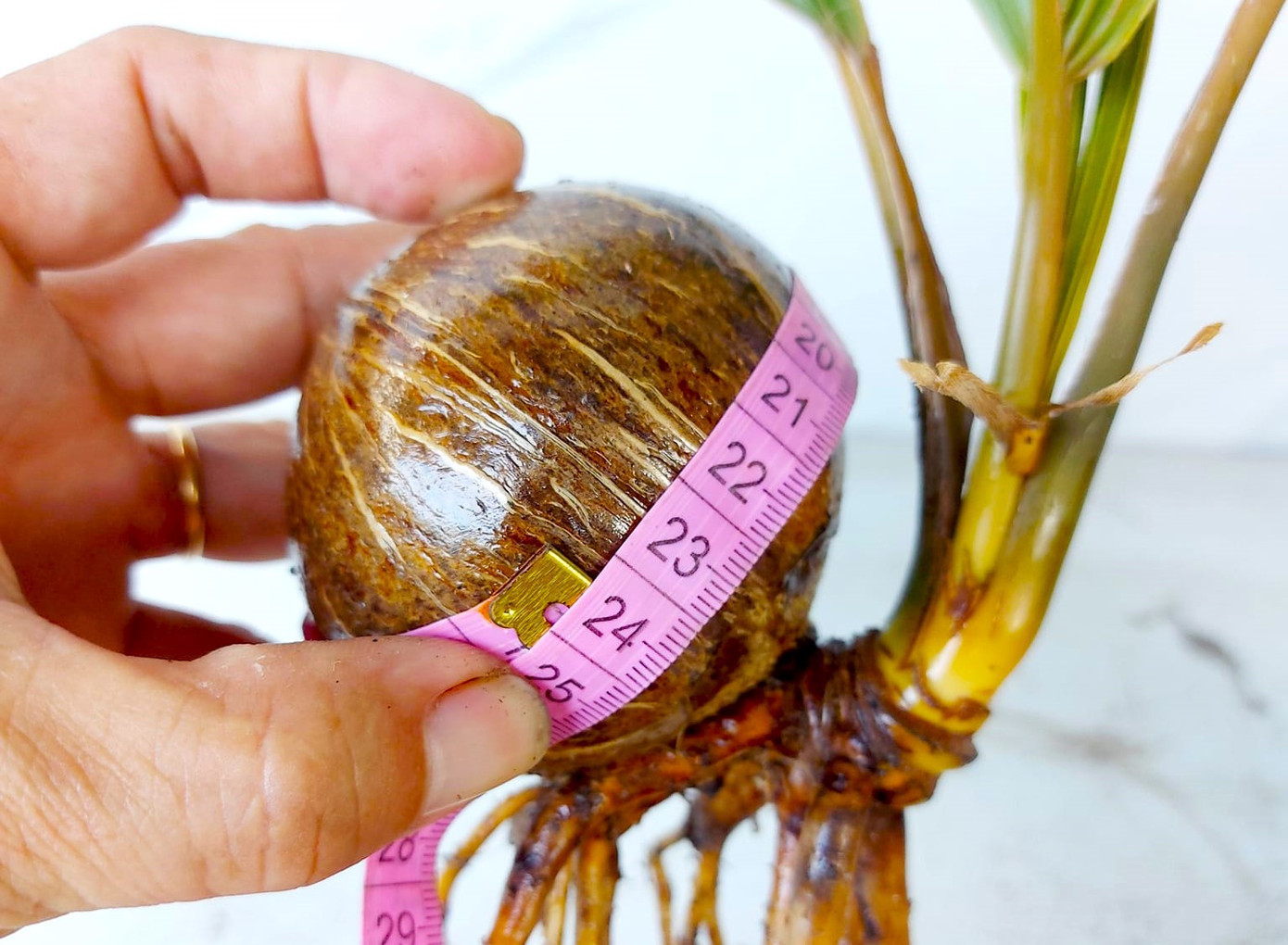 Dừa bonsai mini có chu vi sọ dừa chỉ từ 20-30 cm. (Ảnh: NVCC) Dừa bonsai mini có chu vi sọ dừa chỉ từ 20-30 cm. (Ảnh: NVCC)