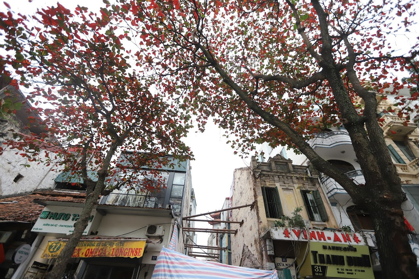 Bức tranh Hà Nội mùa này, đẹp như lời bài hát của cố nhạc sĩ Trịnh Công Sơn: "cây bàng lá đỏ, nằm kề bên nhau, phố xưa nhà cổ, mái ngói thâm nâu..."