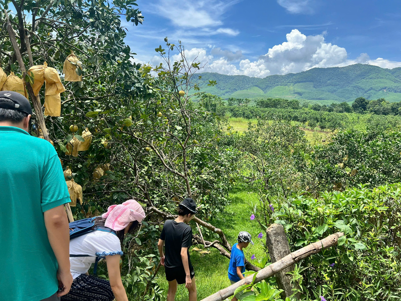 Hiện bưởi Phúc Trạch được trồng chủ yếu ở 4 xã Phúc Trạch, Hương Trạch, Hương Đô, Lộc Yên. Có 10 xã phụ cận cũng trồng loại bưởi này, nhưng để xứng danh là "đệ nhất danh quả" chuẩn vị chỉ có một làng ở xã Phúc Trạch trồng được. Ảnh: Du khách thăm quan vườn bưởi chín