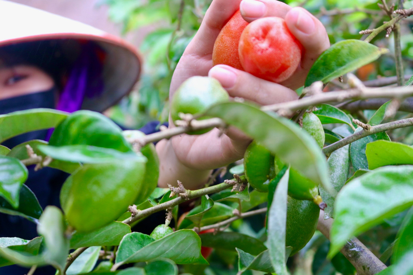 "Như mọi năm được mùa, vườn nhà tôi thu hoạch được khoảng 900 kg mỗi vụ nhưng năm nay ước tính chỉ được khoảng 600-700 kg. Năm nay, mỗi lần thu hoạch, gia đình tôi chỉ hái được khoảng 50-60kg, hôm nào nhiều thì được khoảng 70kg. Cũng không có nhiều để mà thu hoạch thường xuyên nên cứ trẩy hôm nay thì phải 4-5 hôm nữa mới có lứa quả mới để trẩy, có những lúc còn phải đợi cả tuần mới đến lượt thu hoạch tiếp theo.", chị Hồng cho biết thêm. "Như mọi năm được mùa, vườn nhà tôi thu hoạch được khoảng 900 kg mỗi vụ nhưng năm nay ước tính chỉ được khoảng 600-700 kg. Năm nay, mỗi lần thu hoạch, gia đình tôi chỉ hái được khoảng 50-60kg, hôm nào nhiều thì được khoảng 70kg. Cũng không có nhiều để mà thu hoạch thường xuyên nên cứ trẩy hôm nay thì phải 4-5 hôm nữa mới có lứa quả mới để trẩy, có những lúc còn phải đợi cả tuần mới đến lượt thu hoạch tiếp theo.", chị Hồng cho biết thêm.