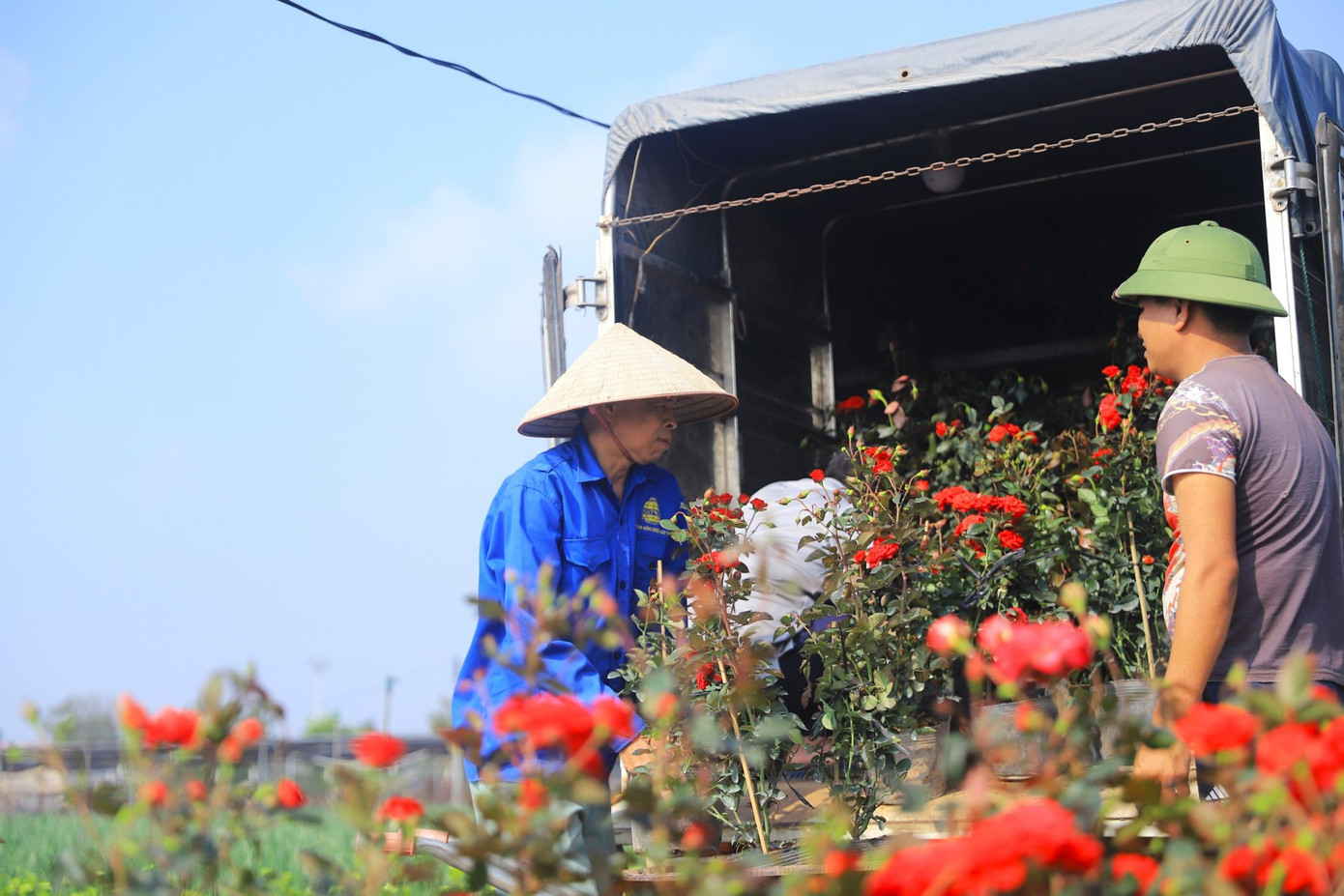 Những ngày này nhiều thương lái đến tận các nhà vườn mua hoa hồng, đặc biệt là những chậu hoa hồng ngoại đang được ưa chuộng trong những năm gần đây.