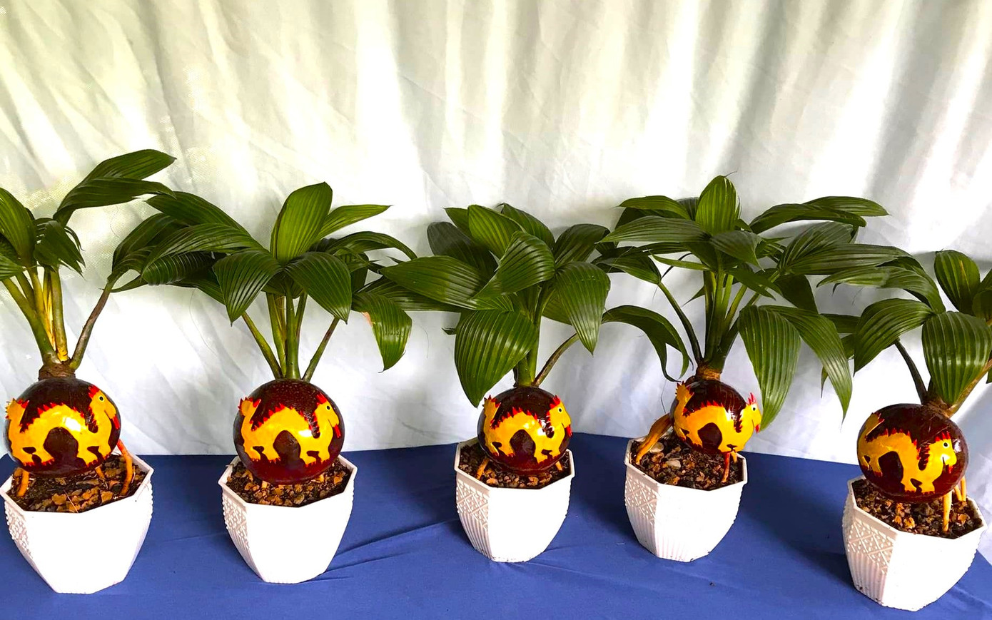 Dừa bonsai hình rồng chào đón xuân Giáp Thìn được bày bán trong dịp tết. (Ảnh: NVCC). Dừa bonsai hình rồng chào đón xuân Giáp Thìn được bày bán trong dịp tết. (Ảnh: NVCC).