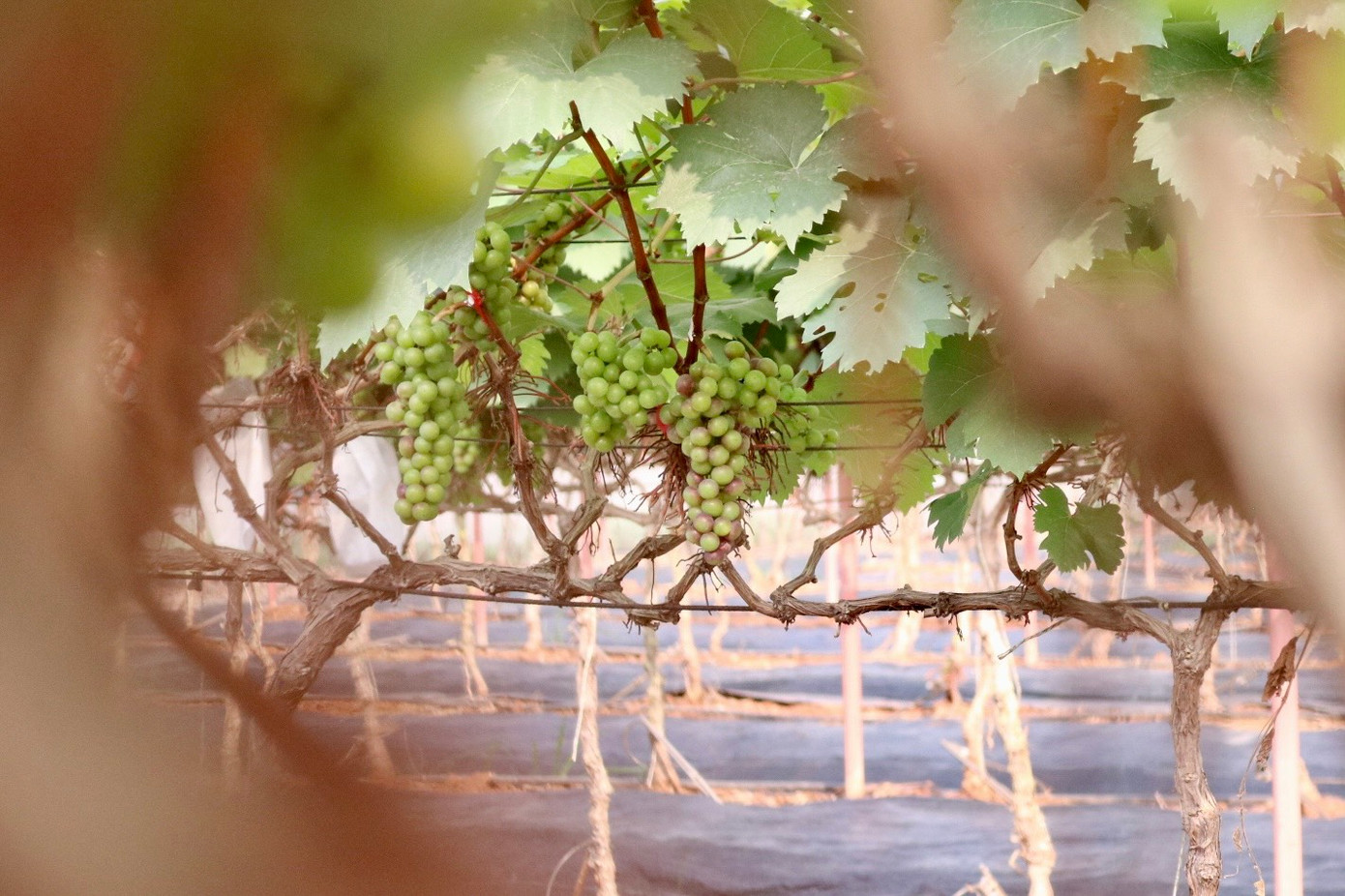 Do khí hậu miền bắc không mấy thuận lợi cho việc trồng nho nên tốc độ sinh trưởng và năng suất của nho phải trông chờ nhiều vào thời tiết: "Giống nho này trồng khoảng 7 tháng đã cho thu hoạch. Một năm thường sẽ thu hoạch được 2 vụ là vào tháng 6 và tháng 11 nếu thời tiết thuận lợi. Còn nếu gặp năm nào rét mạnh vào đúng đợt hoa nở thì hoa sẽ bị teo và không đậu quả".