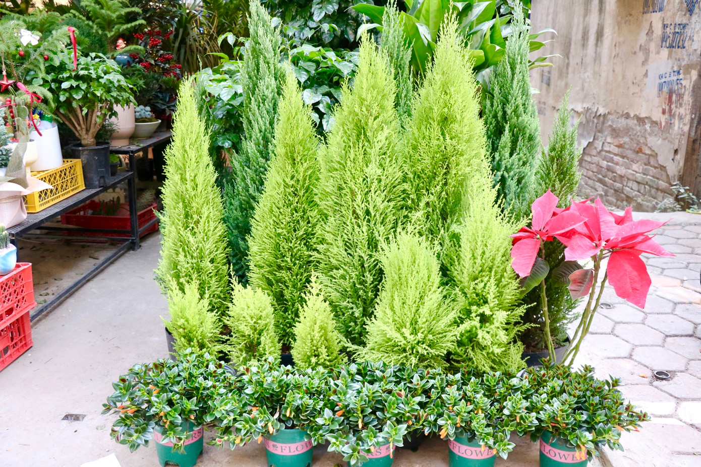 Bên cạnh tùng tươi, cây thông mini cũng được nhiều người lựa chọn. Với ưu điểm nhỏ gọn, có thể dễ dàng trang trí trong nhà, thông tươi mini được săn đón nhiều trong mùa Noel năm nay. Giá mỗi cây thông tươi mini dao động 200.000 - 700.000 đồng/cây chưa trang trí.