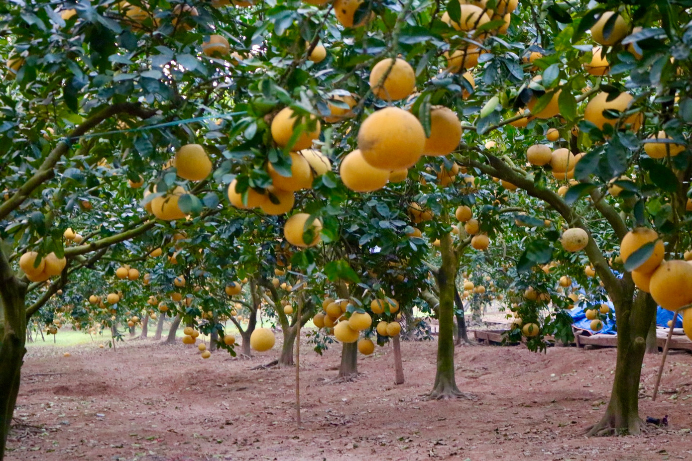 Những cây bưởi trĩu quả đang chờ thu hoạch Những cây bưởi trĩu quả đang chờ thu hoạch