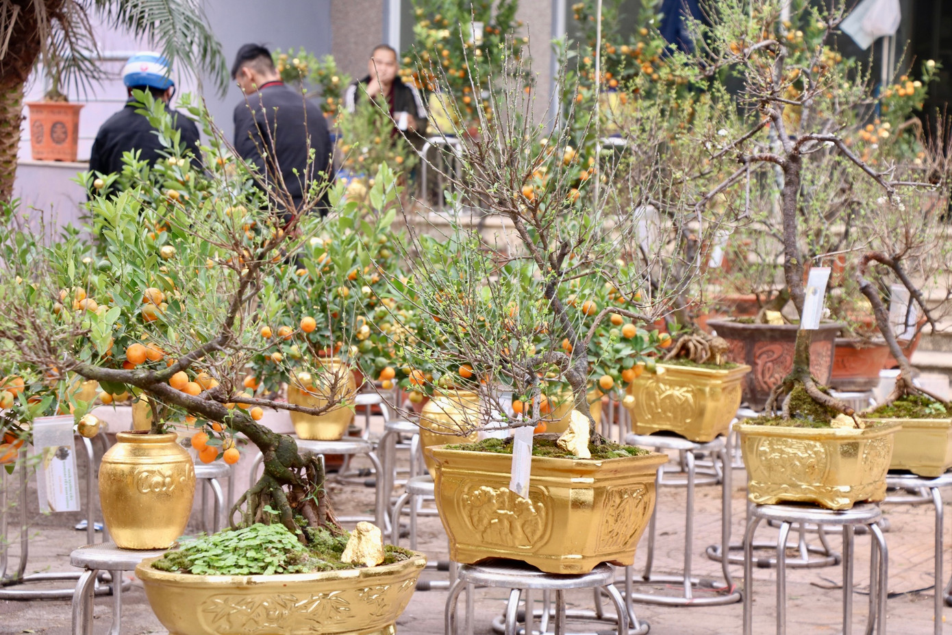 Ghi nhận tại đường Tân Mai (Hoàng Mai, Hà Nội), gian hàng quất Tứ Liên dát vàng và nhất chi mai dát vàng nổi bật trong hội chợ, thu hút được nhiều khách tới tham quan. Anh Hùng - một người bán quất dát vàng tại chợ Tân Mai - cho biết, những cây quất được lựa chọn dát vàng đều là những cây quất Tứ Liên hàng "tuyển", có thế đẹp, quả to đều và sai quả.