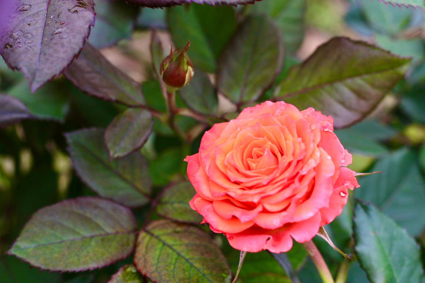 Hoa hồng tại làng hoa Mê Linh được trồng với đa dạng chủng loại để có thể đáp ứng cho nhu cầu chơi hoa ngày càng phong phú của người dân. Hoa hồng tại làng hoa Mê Linh được trồng với đa dạng chủng loại để có thể đáp ứng cho nhu cầu chơi hoa ngày càng phong phú của người dân.