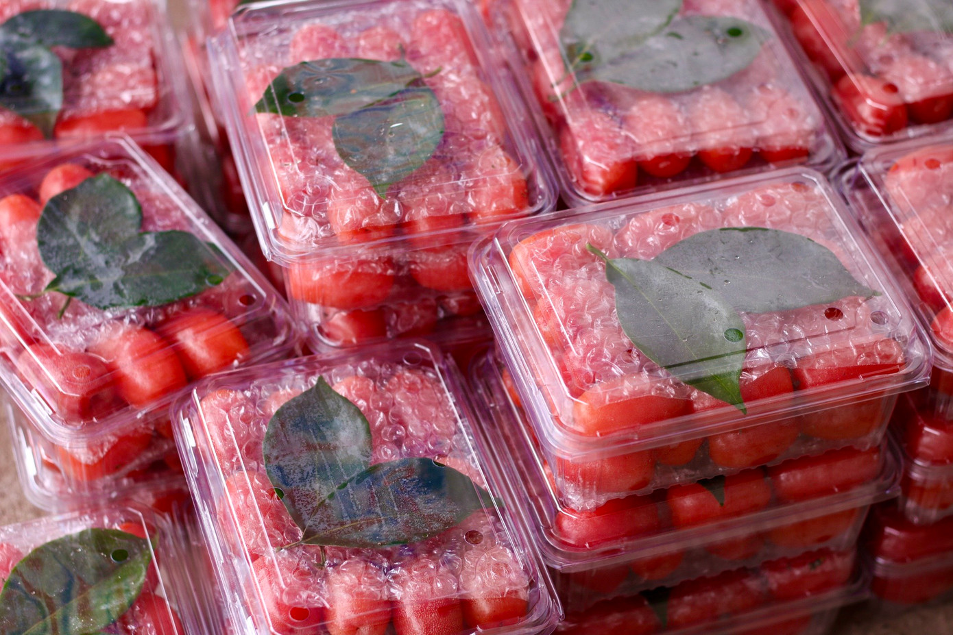 Nhót sau khi được đóng hộp cẩn thận sẽ được bỏ vào thùng để vận chuyển đi bán. Thị trường tiêu thụ của nhót chủ yếu là ở Hà Nội. Nhót sau khi được đóng hộp cẩn thận sẽ được bỏ vào thùng để vận chuyển đi bán. Thị trường tiêu thụ của nhót chủ yếu là ở Hà Nội.