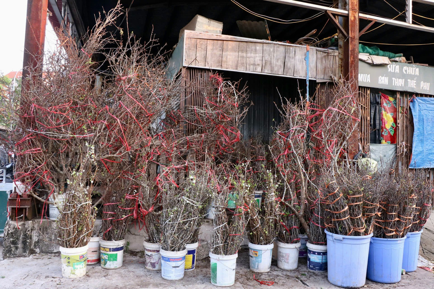 Những ngày gần đây, tại chợ hoa Quảng An đã bắt đầu có sự xuất hiện của những loài hoa chơi cành như mận và đào, thu hút sự chú ý của người dân Thủ đô. Những ngày gần đây, tại chợ hoa Quảng An đã bắt đầu có sự xuất hiện của những loài hoa chơi cành như mận và đào, thu hút sự chú ý của người dân Thủ đô.