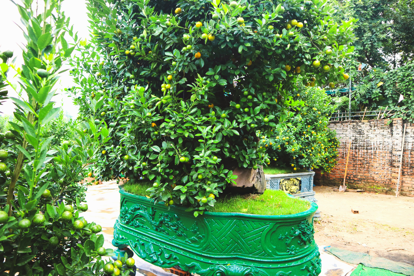 Tại vựa quất Tứ Liên, mỗi nhà vườn có diện tích canh tác khoảng 1.000m2, trồng hàng nghìn cây. Thời điểm này, đa phần quất vẫn đang còn xanh, lác đác quả vàng. Theo những người làm vườn, tầm 1 tháng nữa quất sẽ chín vàng đều, chơi tết rất đẹp.