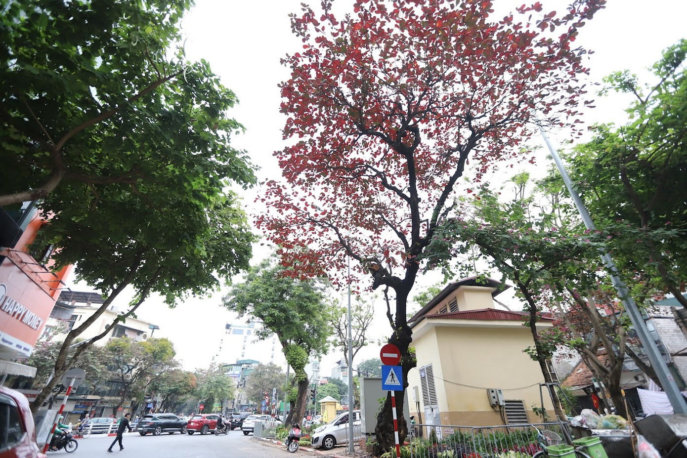 Tán bàng tại phố cửa Nam cũng chuyển màu để chuẩn bị thay lá.